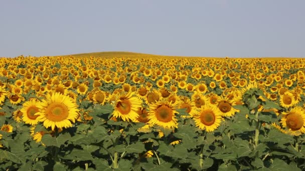 Zonnebloemen hill - Noord Dakota — Stockvideo