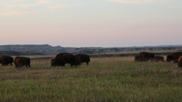 Migración nocturna Dakota del Norte — Vídeo de stock