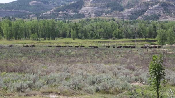 Migração de búfalos - Dakota do Norte — Vídeo de Stock