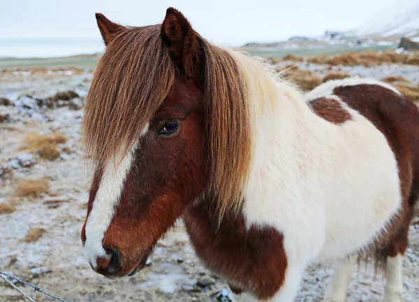 Icelandic horse - Iceland — Stock Photo, Image