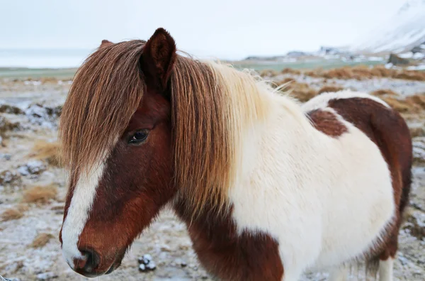 Beyaz-kahverengi İzlanda at — Stok fotoğraf