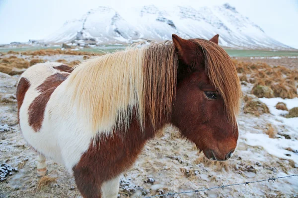 Icelandic horse in profile — Stock Photo, Image