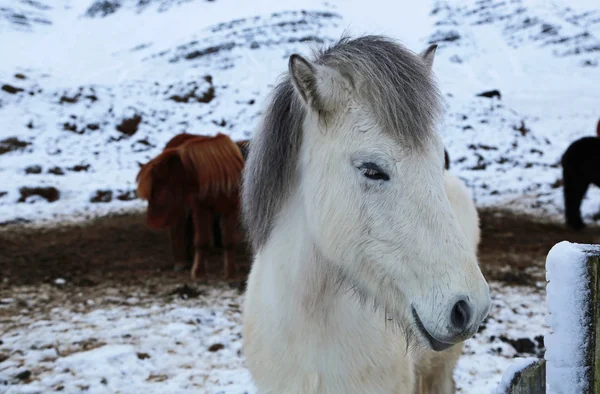 White Icelandic horse — Stock Photo, Image