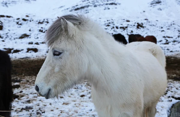 White Icelandic horse in profile — Stock Photo, Image