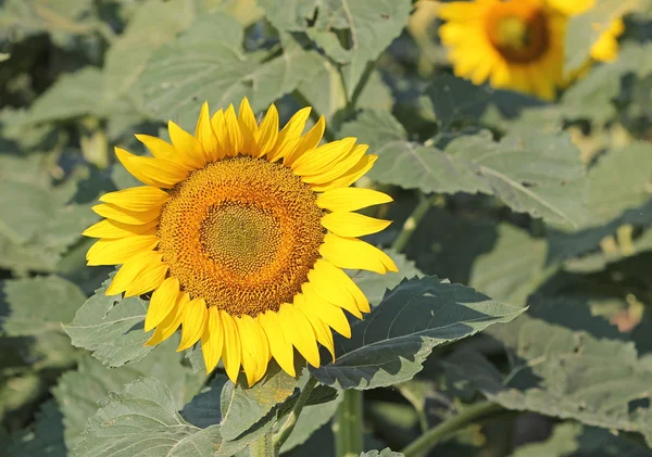 Sunflower - Северная Дакота — стоковое фото