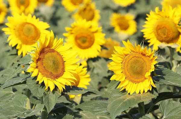 Girasoles de cerca —  Fotos de Stock