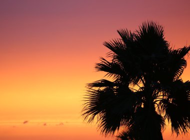 palmiye ağacı siluet gökyüzü günbatımı üzerinde