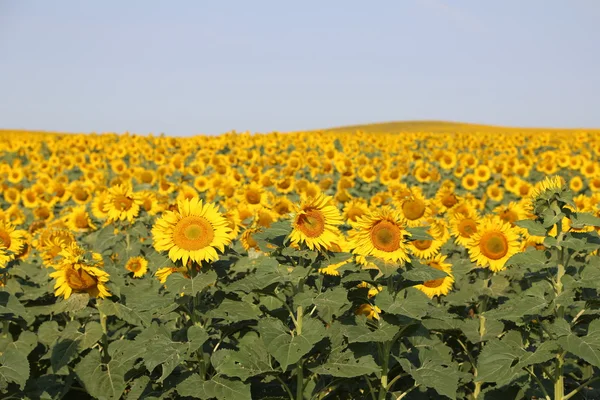 Girasol colina - Dakota del Norte —  Fotos de Stock