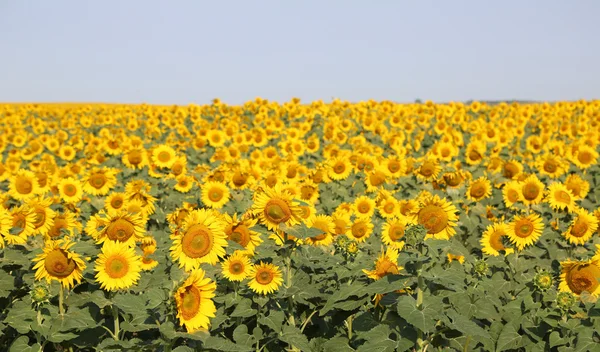 Campo de girasol - Dakota del Norte —  Fotos de Stock