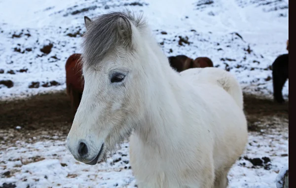 Biały koń-islandzki — Zdjęcie stockowe