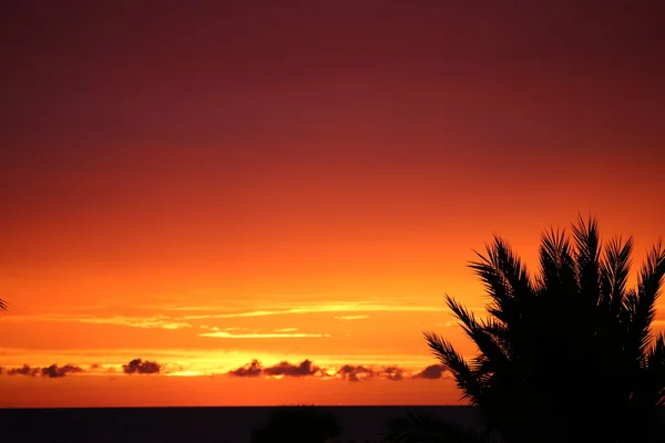 Palma dopo il tramonto — Foto Stock