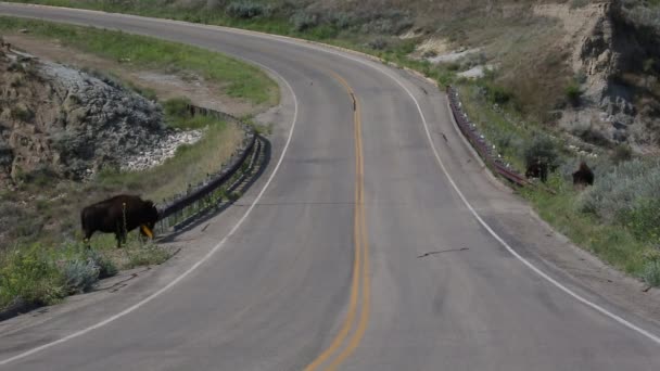 Bisonte selvagem perto da estrada — Vídeo de Stock