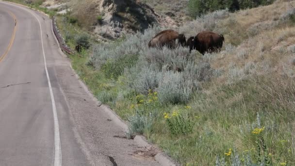 Bison κοντά στο πάρκο οδικής — Αρχείο Βίντεο