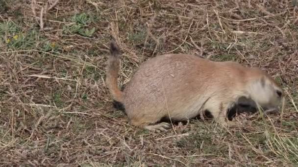 Pradera perro comer — Vídeos de Stock