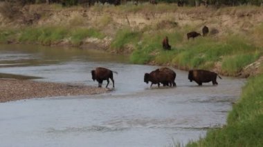 Nehri geçerken Buffalo