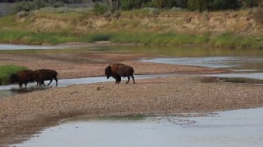 Nehir yatağı içinde buffalo