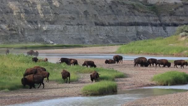 Bizon küçük Missouri Nehri üzerinde sürüsü — Stok video