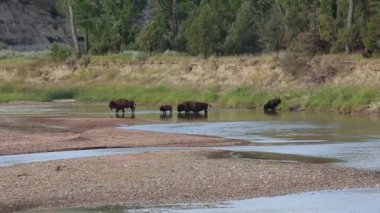 Buffalo geçiş sığ nehir