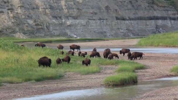 Bison csóválás fejé farok — Stock videók