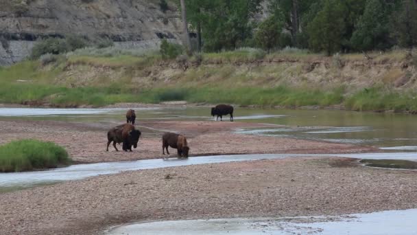 Bisons Trinkwasser — Stockvideo