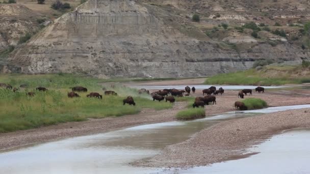 Buffalo - Kuzey Dakota otlatma — Stok video