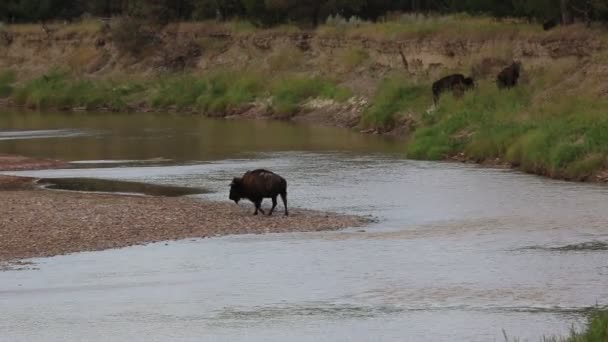 Bison on River — стоковое видео