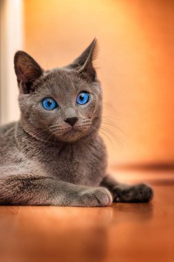 Chartreaux hoş ve güzel bir kedi.