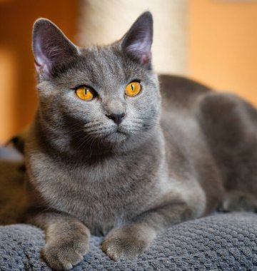 Chartreaux hoş ve güzel bir kedi.