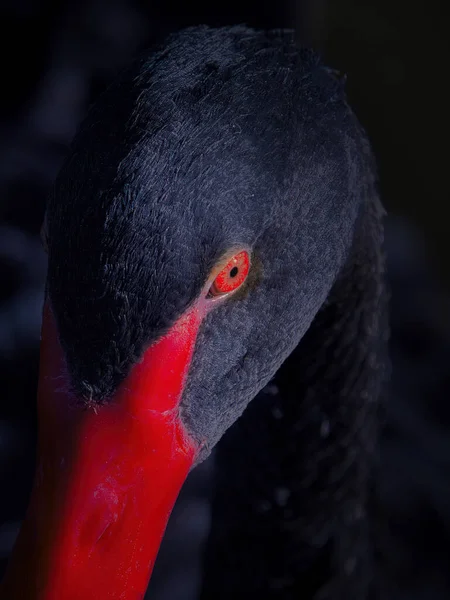Портрет Черного Лебедя — стоковое фото