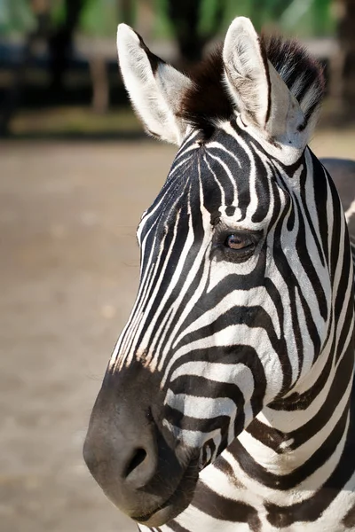 Cute Zebra Face Closeup Portrait — Stock Photo, Image