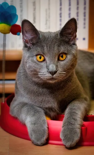 查特里奥是一只可爱美丽的猫 — 图库照片