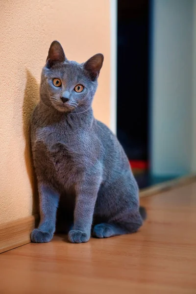 查特里奥是一只可爱美丽的猫 — 图库照片