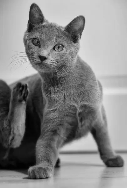 Chartreaux Pleasant Beautiful Cat — Stock Photo, Image