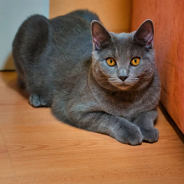Chartreaux hoş ve güzel bir kedi.