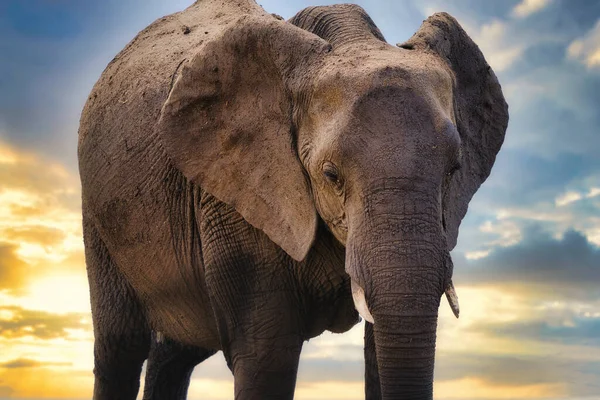 Fil ve günbatımı, Chobe safari parkı, Afrika
