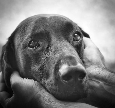 Köpekler güvenir. Siyah-beyaz ustalarının ellerine bakın.