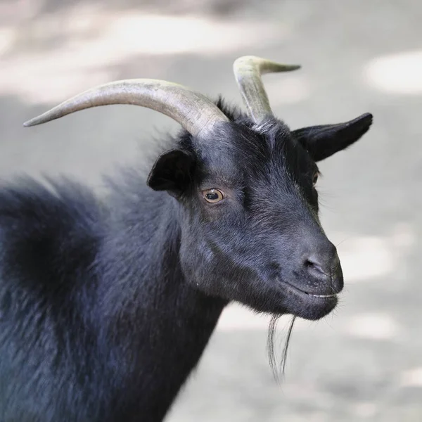 黑山羊动物肖像 — 图库照片