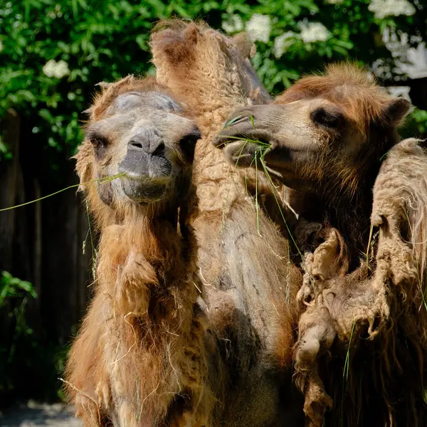 Δύο Καμήλες Έξω Μία Την Άλλη Λεπτομέρεια — Φωτογραφία Αρχείου