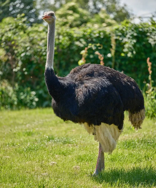 Autruche Commune Oiseau Grand Rapide — Photo