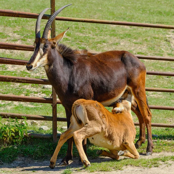 Antylopy Żywią Się Mlekiem Matki — Zdjęcie stockowe