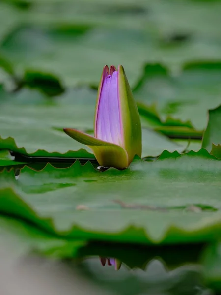 Su zambağı mavi Nymphaea caerulea