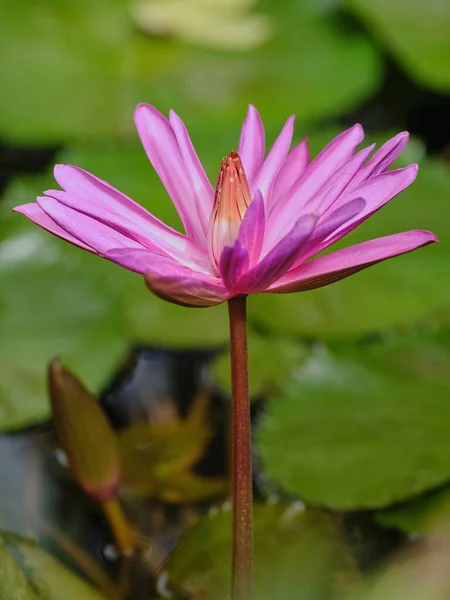 Water Lily Red Nymphaea Caerulea — Stock Photo, Image