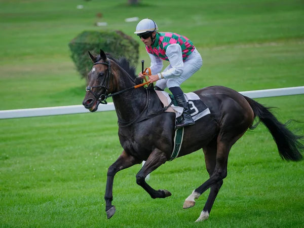 Horse Racing Warm Summer Day Bratislava Slovakia — Stock Photo, Image