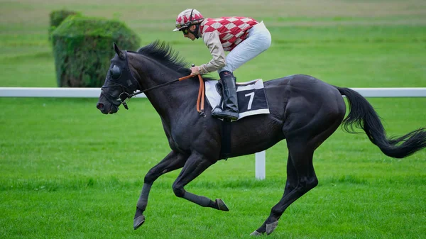 Horse Racing Warm Summer Day Bratislava Slovakia Stock Image