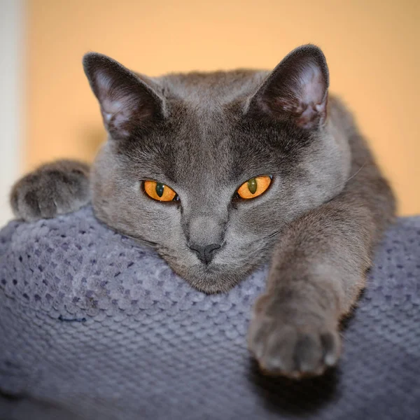有灰色毛皮肖像的美丽的查尔斯猫 — 图库照片
