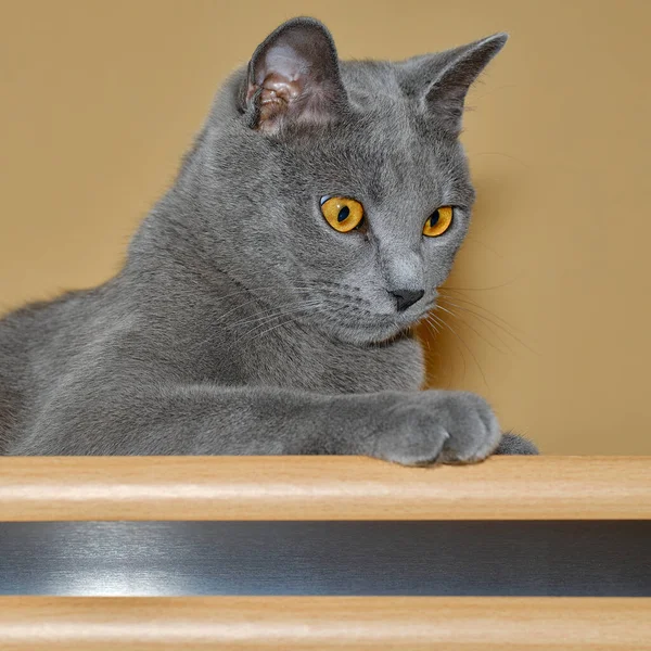 Beautiful Chartreaux Cat Gray Fur Portrait — Stock Photo, Image
