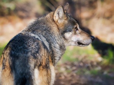 Doğal bir orman ortamında tetikte bekleyen gri bir kurdun portresi.