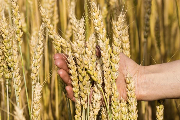 Ears of wheat in hand on the background of a wheat field — Stock Photo, Image