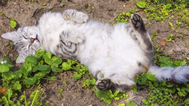 komik gri sokak kedi