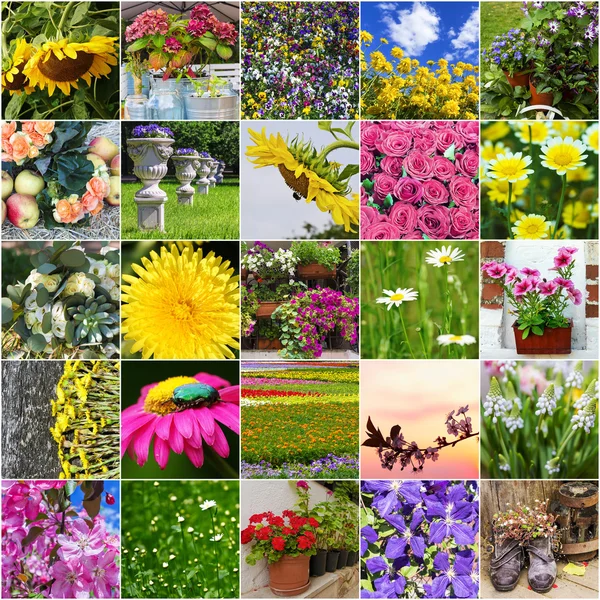 Collage of flowers blooming — Stock Photo, Image